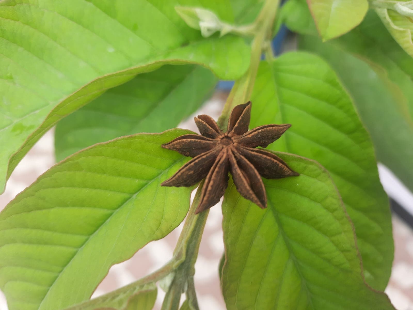 তারকা মৌরি বা চক্রফুল