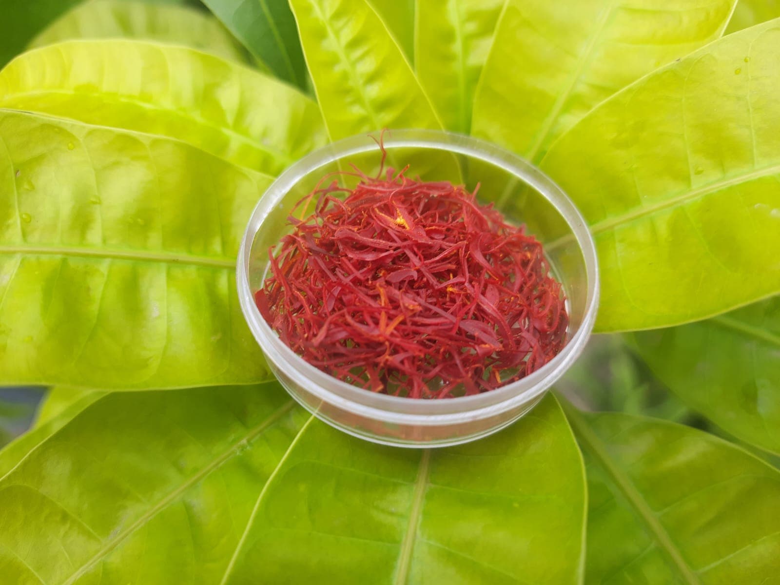 বেবি জাফরান